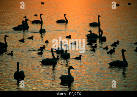 Dramatische Winter Sonnenuntergang Mute und Whooper Schwäne WWT Welney wäscht National Bird Reserve Cambridgeshire England Großbritannien UK Stockfoto