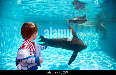 Ein kleiner Junge Uhren Robben schwimmen in einem Pool am West Midland Safaripark Worcestershire England UK Stockfoto