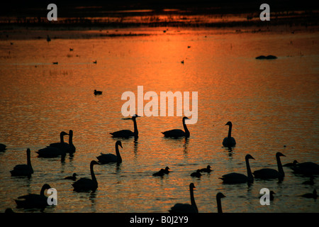 Dramatische Winter Sonnenuntergang Mute und Whooper Schwäne WWT Welney wäscht National Bird Reserve Cambridgeshire England Großbritannien UK Stockfoto