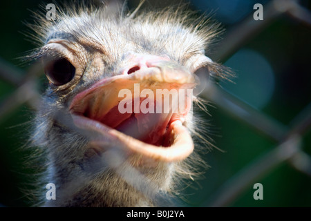 Strauß vollgemüllt hinter seinem Käfig Stockfoto