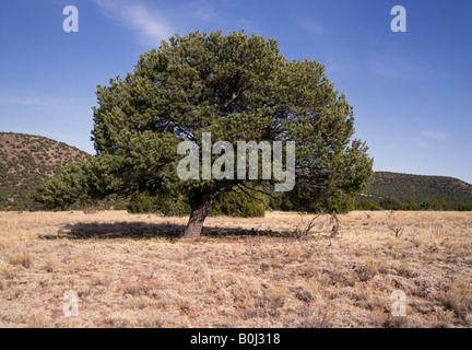 Porträt einer Pinon Baum Pinus Edulis ist der Zustandbaum von New Mexico Stockfoto