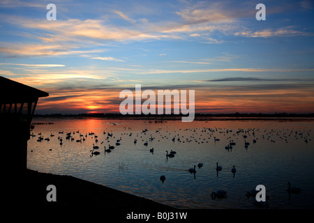 Dramatische Winter Sonnenuntergang Mute und Whooper Schwäne WWT Welney wäscht National Bird Reserve Cambridgeshire England Großbritannien UK Stockfoto