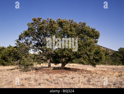 Porträt einer Pinon Baum Pinus Edulis ist der Zustandbaum von New Mexico Stockfoto