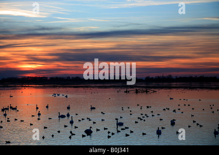 Dramatische Winter Sonnenuntergang Mute und Whooper Schwäne WWT Welney wäscht National Bird Reserve Cambridgeshire England Großbritannien UK Stockfoto