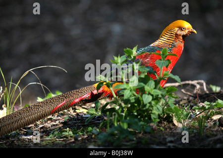 Männliche Goldfasan oder chinesische Fasan "Chrysolophus Pictus" Tresco, Isles of Scilly, UK Stockfoto