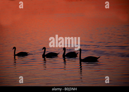 Winter Sonnenuntergang Silhouette stumm Singschwänen Landung WWT Welney wäscht Reserve Cambridgeshire England Großbritannien Großbritannien Europa Stockfoto