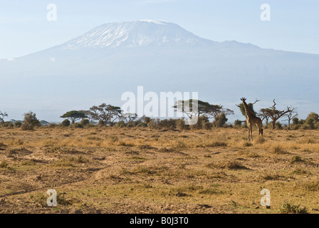 Kilimandscharo-Massiv mit Giraffe im Amboseli Nationalpark, Kenia, Ostafrika Stockfoto