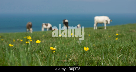 Kühe in einem Feld von Butterblumen an der Küste von Nord-Devon, England Stockfoto