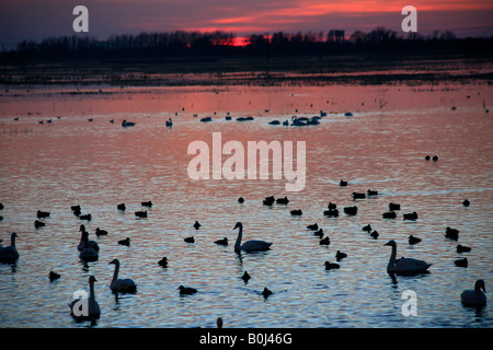 Dramatische Winter Sonnenuntergang Mute und Whooper Schwäne WWT Welney wäscht National Bird Reserve Cambridgeshire England Großbritannien UK Stockfoto