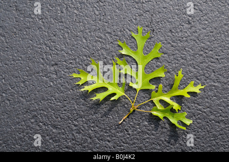 Frische Eichenblatt Zweig nach einem Sturm auf Asphalt liegen. Stockfoto