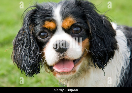 Porträt von einem Cavalier King Charles Spaniel keuchend mit einem grünen Hintergrund zu schließen. Stockfoto