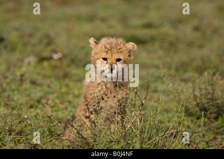 Jungtier der Gepard (Acinonyx Jubatus Raineyii) in Ndutu in Ngorongoro Conservation Area von Tansania, Ostafrika Stockfoto