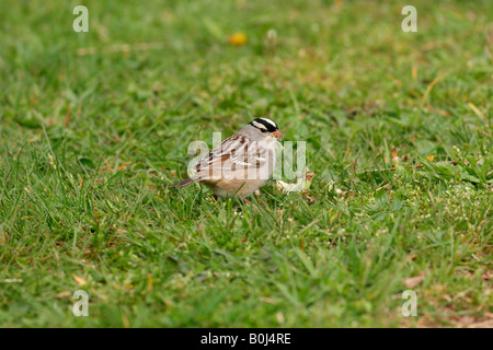 Weiß gekrönt Spatz Essen Löwenzahn Stockfoto