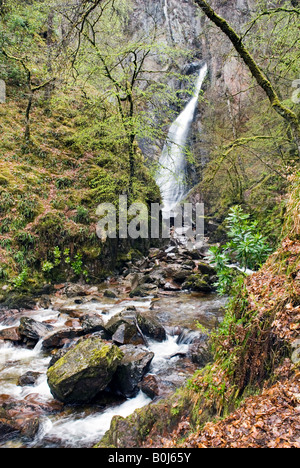 Graue Stuten Tail verliebt sich in den Regen, Kinlochleven, Schottland Stockfoto