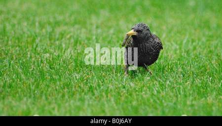 Starling auf einem grünen Rasen mit einer Lederjacke im Maul Stockfoto
