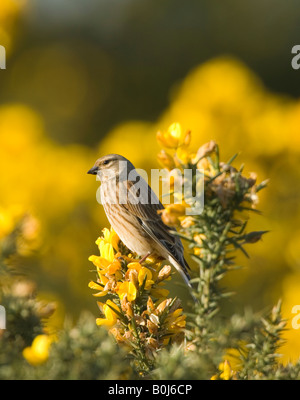 Weibliche Hänfling Zuchtjahr Cannabina Surrey UK Stockfoto