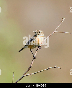 Weibliche Schwarzkehlchen Saxicola Torquata Surrey UK Stockfoto