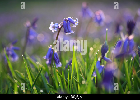 Glockenblumen in der Morgendämmerung Stockfoto