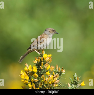 Heckenbraunelle oder Hedge Sparrow Prunella Modularis Surrey UK Stockfoto