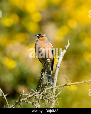 Buchfink (Fringilla coelebs) mit offenem Schnabel, Singen, Surrey, Großbritannien Stockfoto