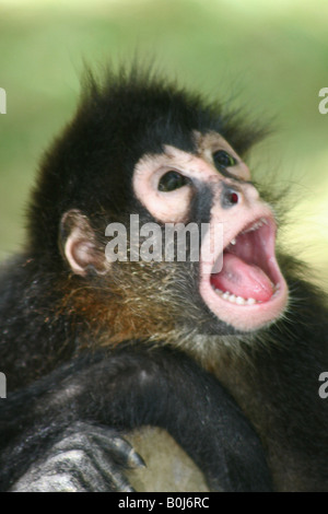 Affe Weinen Stockfoto