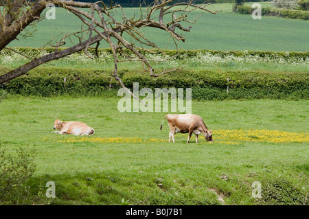 Jersey Kühe im Feld mit Butterblumen Frensham Surrey UK Stockfoto