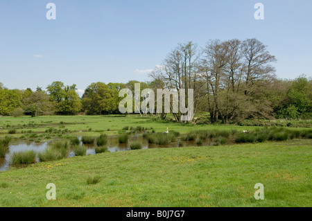 Wiese mit Schwan nisten Frensham Surrey UK Stockfoto