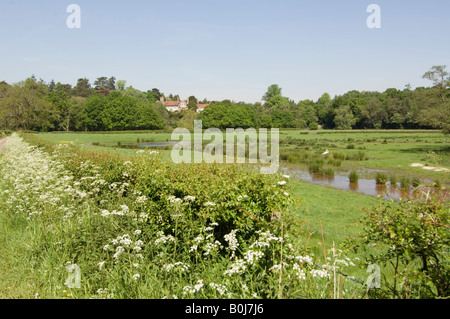 Wiese Frensham Surrey UK Stockfoto