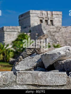 Leguan Sonnen auf antiken Ruinen vor dem Haupttempel in Tulum, auf der Halbinsel Yucatan Stockfoto