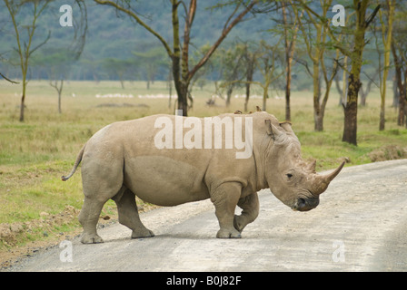 Breitmaulnashorn in Lake Nakuru National Park, Kenia, Ostafrika Stockfoto