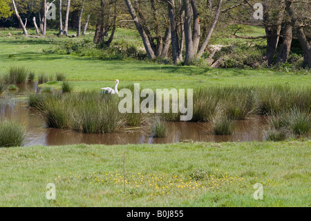 Mute Swan nisten Cygnus Olor Frensham Surrey UK Stockfoto