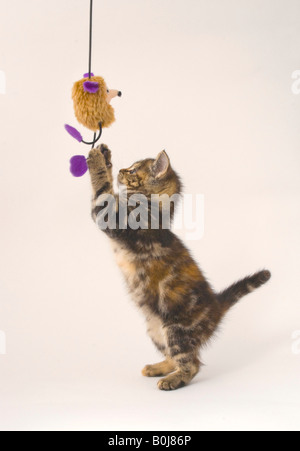 Acht Wochen alte Kätzchen spielt mit Spielzeug Stockfoto