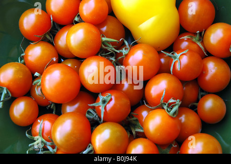 Orange Cherry-Tomaten und eine gelbe Tomaten in eine Schüssel geben Stockfoto