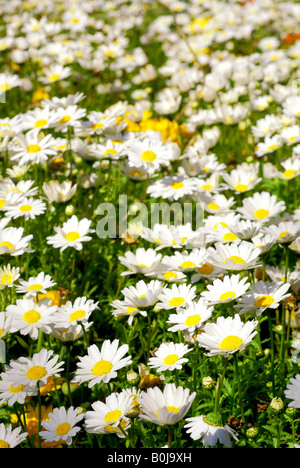 Bereich der Gänseblümchen in der Frühlingssonne Zeit Stockfoto