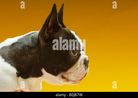 Französische Bulldogge Stockfoto