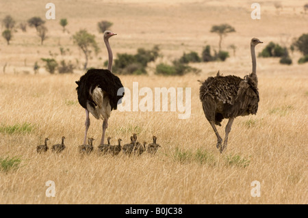Zwei Strauße (Struthio Camelus) mit Babys in der Savanne Stockfoto