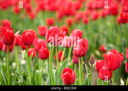 Nahaufnahme von roten Tulpen auf einem Feld Stockfoto