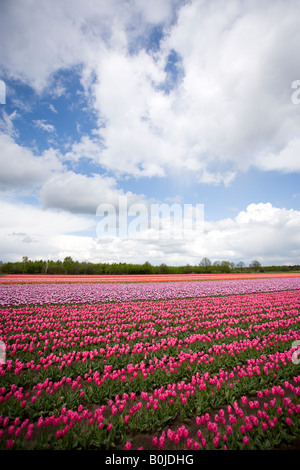 Tulpenfeld in den Niederlanden Stockfoto