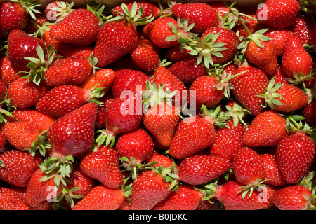 Loose strawberries (Fragaria vesca). Fraises en vrac (Fragaria vesca). Stockfoto