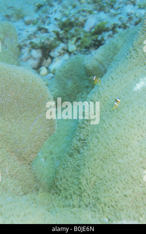 Eine Seeanemone und ein Bär Flohmarkt Stockfoto