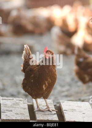 Eine Freilandhaltung Henne durchstreift frei draußen auf dem Land. Hühner im Freien kostenfrei produzieren mehr und hochwertigere Eiern. Stockfoto