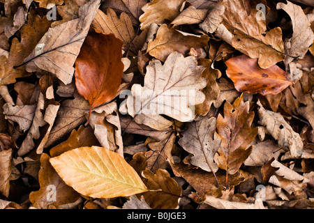 Leaflitter in Laub-Wald Forest of Dean Gloucestershire Stockfoto