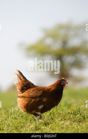 Eine Freilandhaltung Henne durchstreift frei draußen auf dem Land. Hühner im Freien kostenfrei produzieren mehr und hochwertigere Eiern. Stockfoto