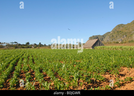 Tabak Plantage Valle de vinales Kuba Stockfoto