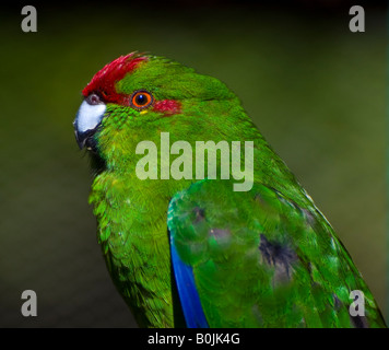 Ein Gefangener Kakariki oder rot-gekrönter Sittich (Cyanoramphus Novaezelandiae) Stockfoto