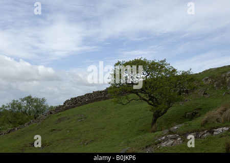 Hadrianswall, West Cumbria, Nord-England, Schottland, UK, Vindolanda, Praetorium, Fort, Bauschutt und Mörtel, Römisches Reich, AD 12 Stockfoto