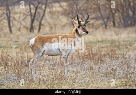Gabelbock Bock (Antilocapra Americana) im Custer State Park in den Black Hills von South Dakota Stockfoto