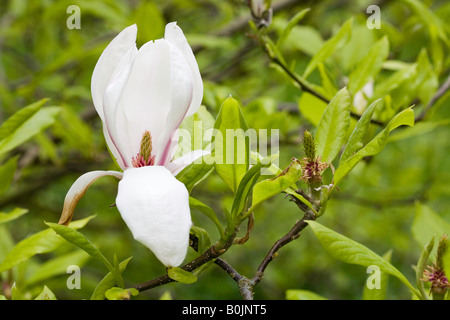 Weiße Magnolie Stockfoto