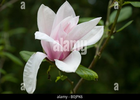 Magnolie Stockfoto