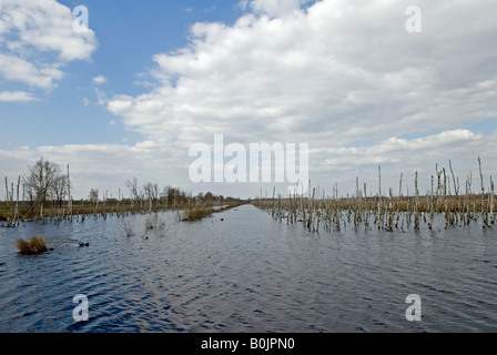 Freistatter Moor, Niedersachsen, Deutschland. Stockfoto